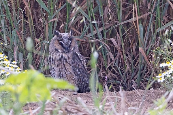 Long-eared Owl - John Hewitt.