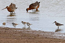 Little-ringed Plovers, Curlew Sandpiper and Black-tailed Godwits. John Hewitt.