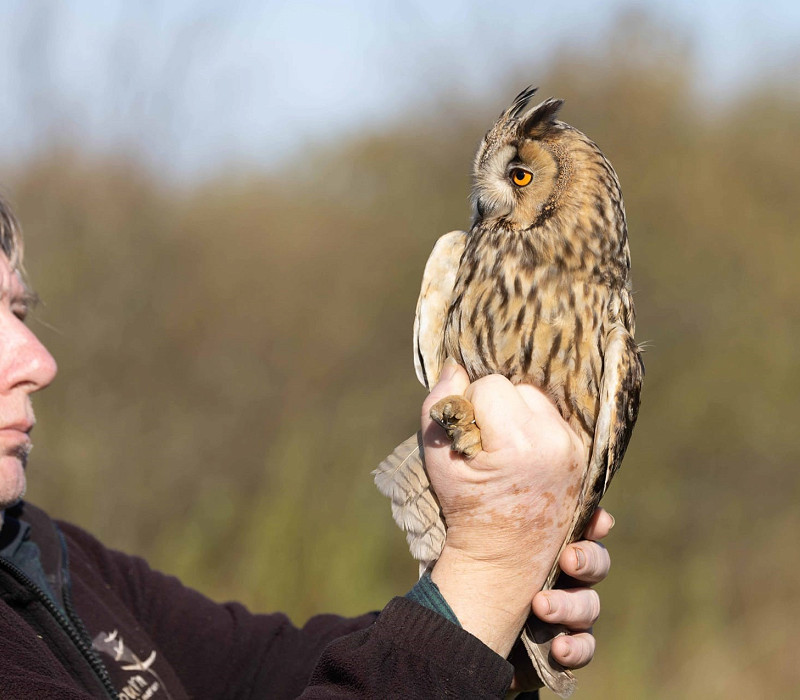 Long-eared Owl with friend. John Hewitt.