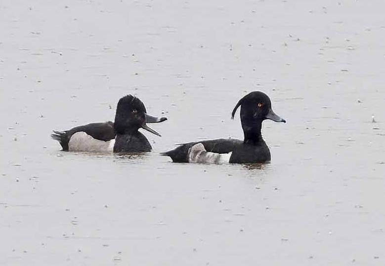 Ringed-necked Duck with Tufted Duck (right) - John Hewitt. Previous records were beacon ponds 8th April 1987 and on the Humber 1st April 2014.