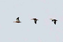 Ruddy Shelducks - John Hewitt. These birds maybe started their journey from Snettisham on the Wash and were seen a Flamborough and then Filey as they headed north.