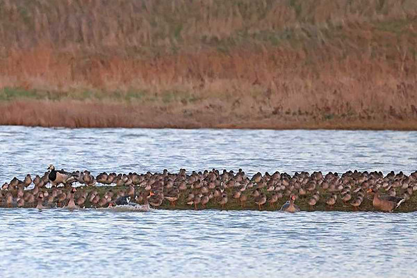 Barnacle Goose with Waders and Greylag Goose on Kilnsea wetlands. John Hewitt.