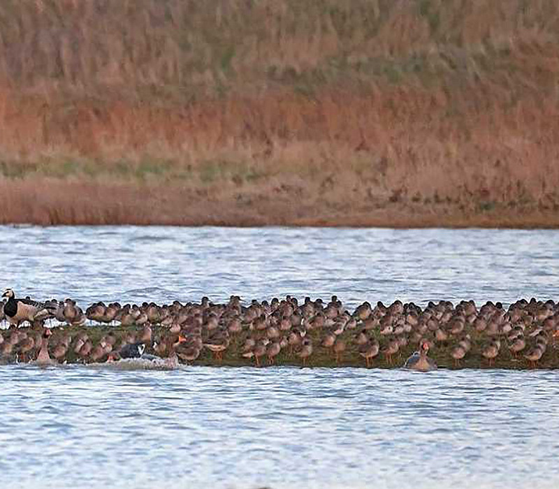 Barnacle Goose with Waders and Greylag Goose on Kilnsea wetlands. John Hewitt.