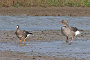 White-fronted Goose with Greylag. John Hewitt.