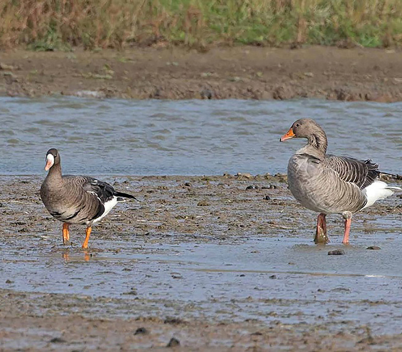 White-fronted Goose with Greylag. John Hewitt.
