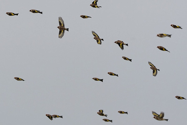 Goldfinches on the move - Jacob Spinks.