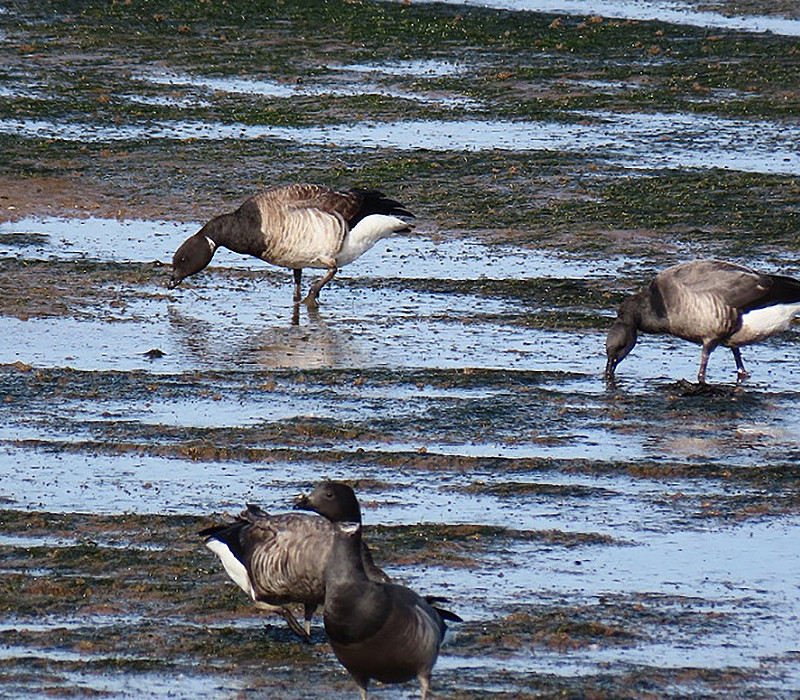 Pale-bellied Brent with Brent Geese. Simon Jump.