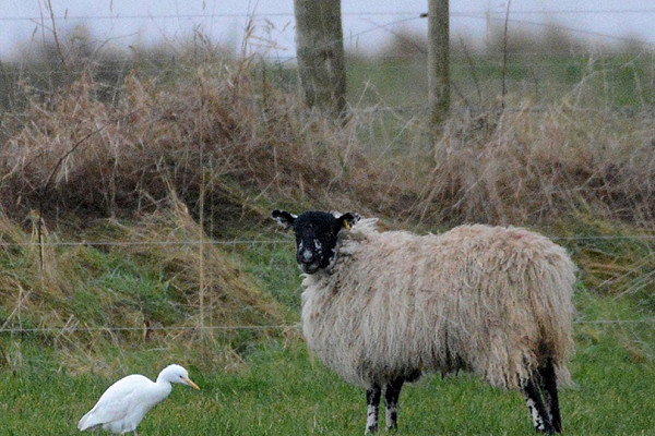 Cattle Egret with a Sheep. Lawrence Middleton.
