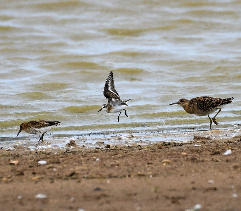 Dunlin, Little Stint and Ruff - Lawrence Middleton.