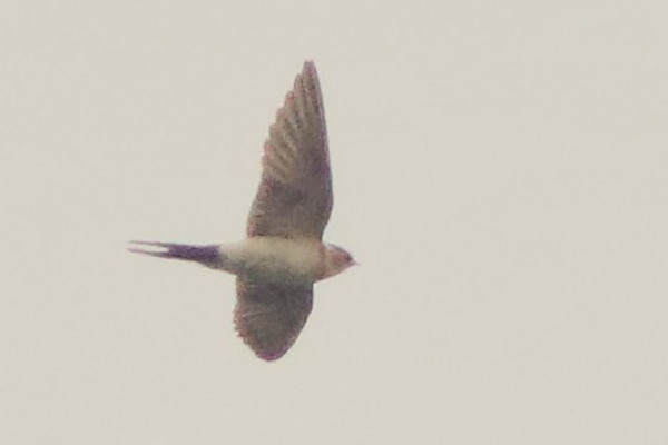 Red-rumped Swallow. Mark Pearson. Hot on the heels of our 2nd ever November record this becomes our 3rd.