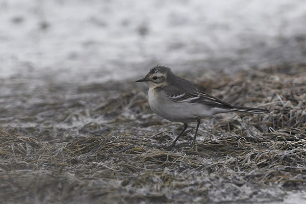 Citrine Wagtail. Martin Standley.