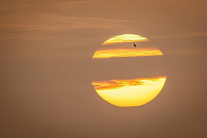 Golden Plover flying through a fabulous sunset.