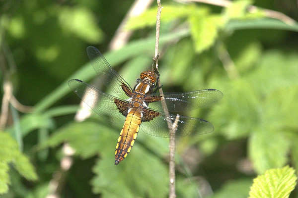 Broad-bodied Chaser. Micky Maher.