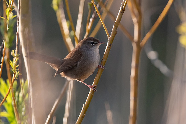 Cetti's Warbler. Martin Standley.
