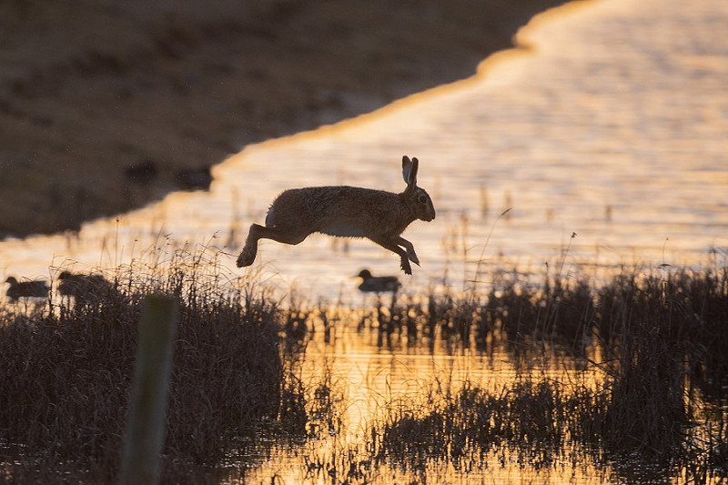 Hare. Martin Standley.