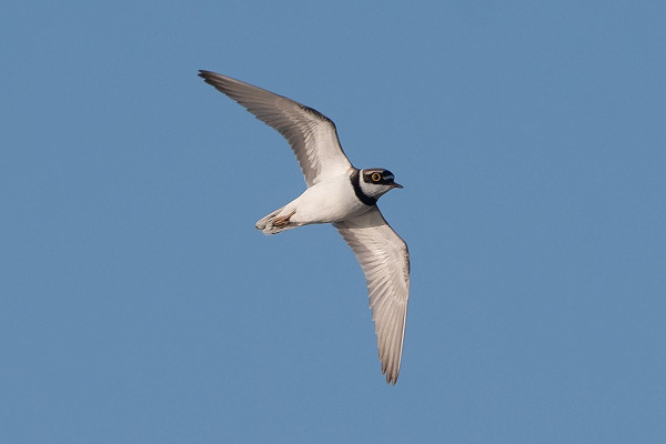 Little-ringed Plover. Martin Standley.