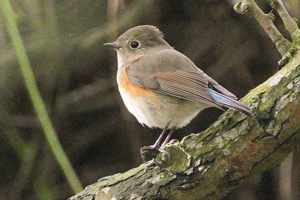 Red-flanked Bluetail - Nick Bristow.