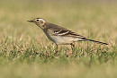 Citrine Wagtail. Paul Coombes.