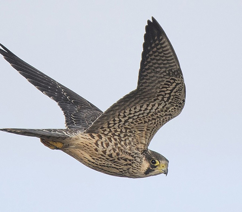 Peregrine. Paul Willoughby.