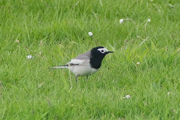 Masked Wagtail. Paul French.