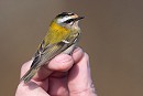 Firecrest. Paul Willoughby.