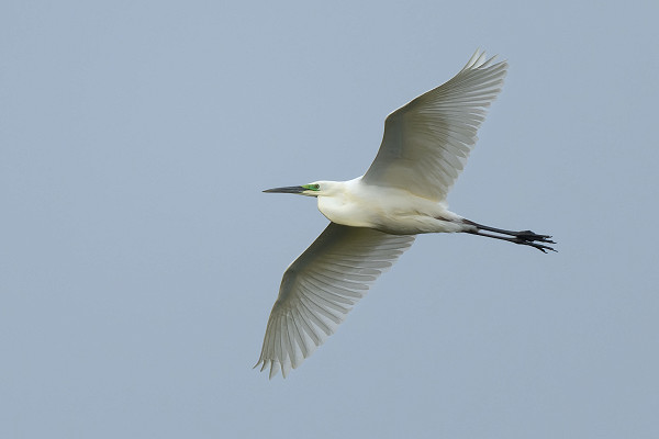 Paul Willoughby - Great White Egret