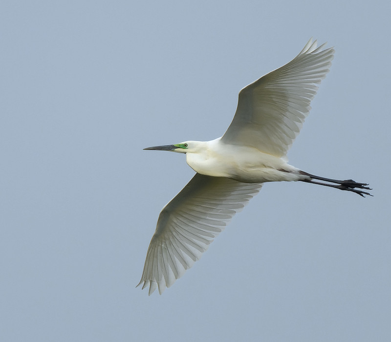 Paul Willoughby - Great White Egret