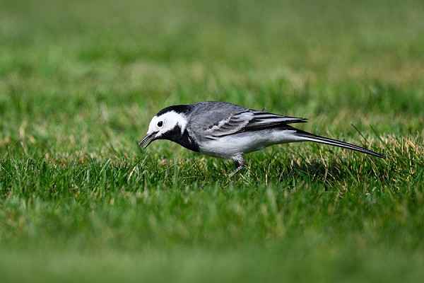 White Wagtail - Thomas Willoughby.