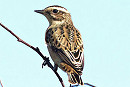 Whinchat. Roy Twigg.