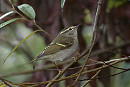 Yellow-browed Warbler.  Roy Twigg.
