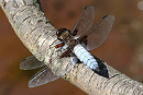 Broad-bodied Chaser. Tony Broom.
