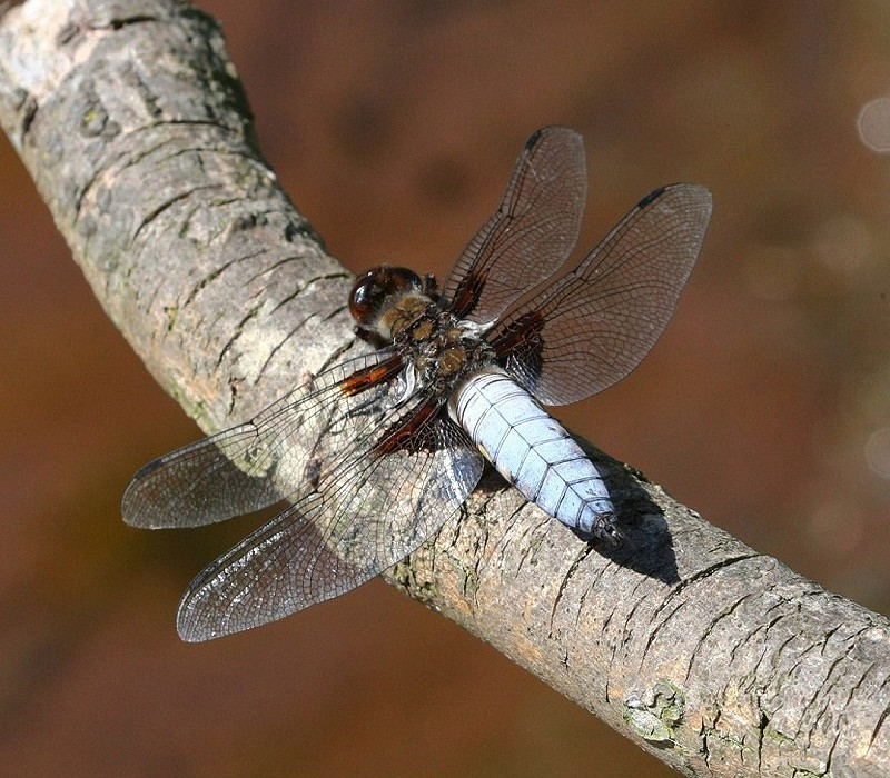 Broad-bodied Chaser. Tony Broom.