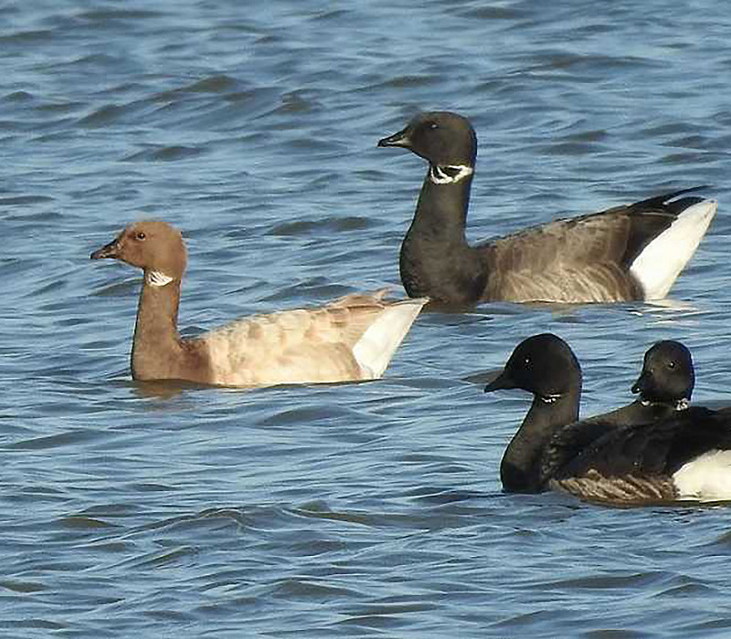 Brent Geese plus 'Lucy'. Tony Hull.