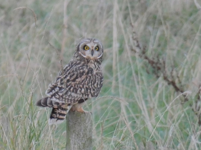 Short-eared Owl - Thomas Weston.