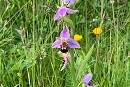 Bee Orchid. Tony Hull.