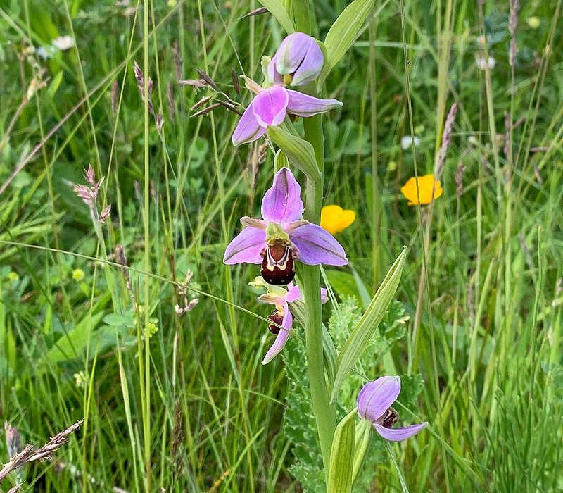 Bee Orchid. Tony Hull.
