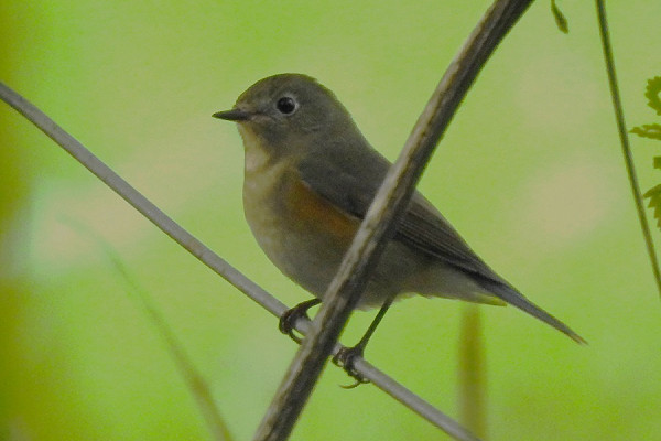 Red-flanked Bluetail - Tony Hull.