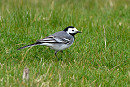 White Wagtail. Thomas Willoughby.