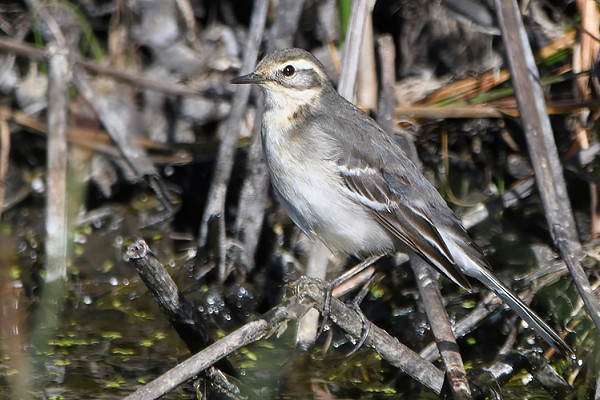 Citrine Wagtail. Thomas Willoughby.