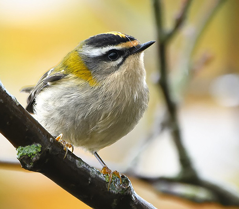Firecrest Thomas Willoughby.