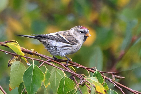 Mealy Redpoll. Thomas Willoughby.
