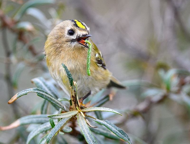 Goldcrest re-fuelling - Thomas Willoughby.