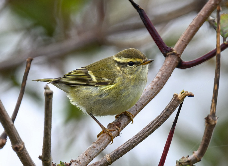 Yellow-browed Warbler - Thomas Willougby.