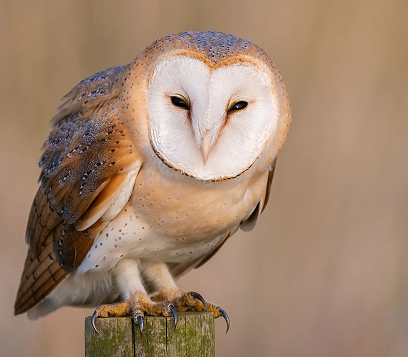 Barn Owl. Thomas Willoughby.