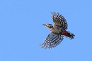Great Spotted Woodpecker. Thomas Willoughby.