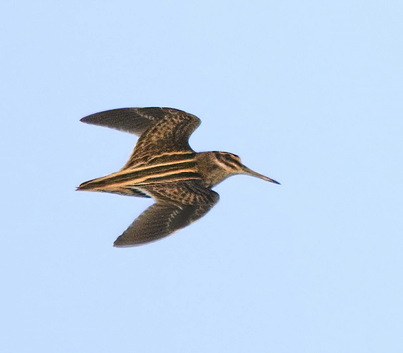 Jack Snipe. Thomas Willoughby.