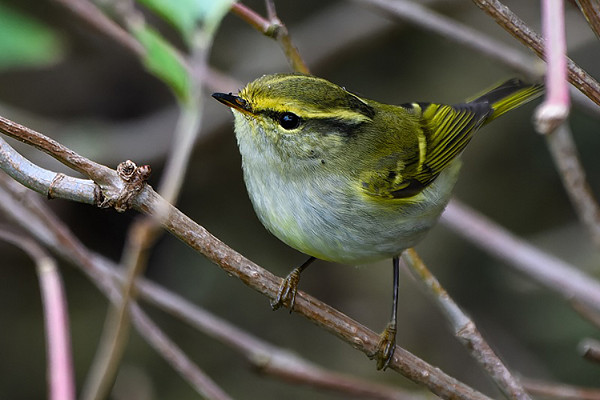 Pallas's Warbler. Thomas Willoughby.