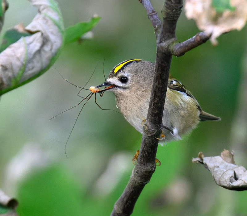 Goldcrest - Thomas Willoughby.