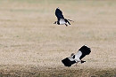 Lapwing. Thomas Willoughby.