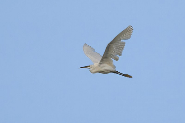 Little Egret. Thomas Willoughby.